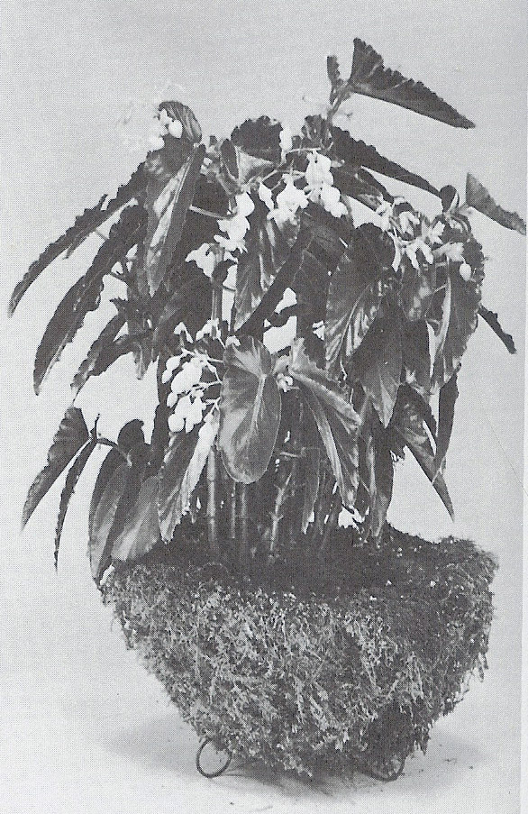 B. ‘Matild’